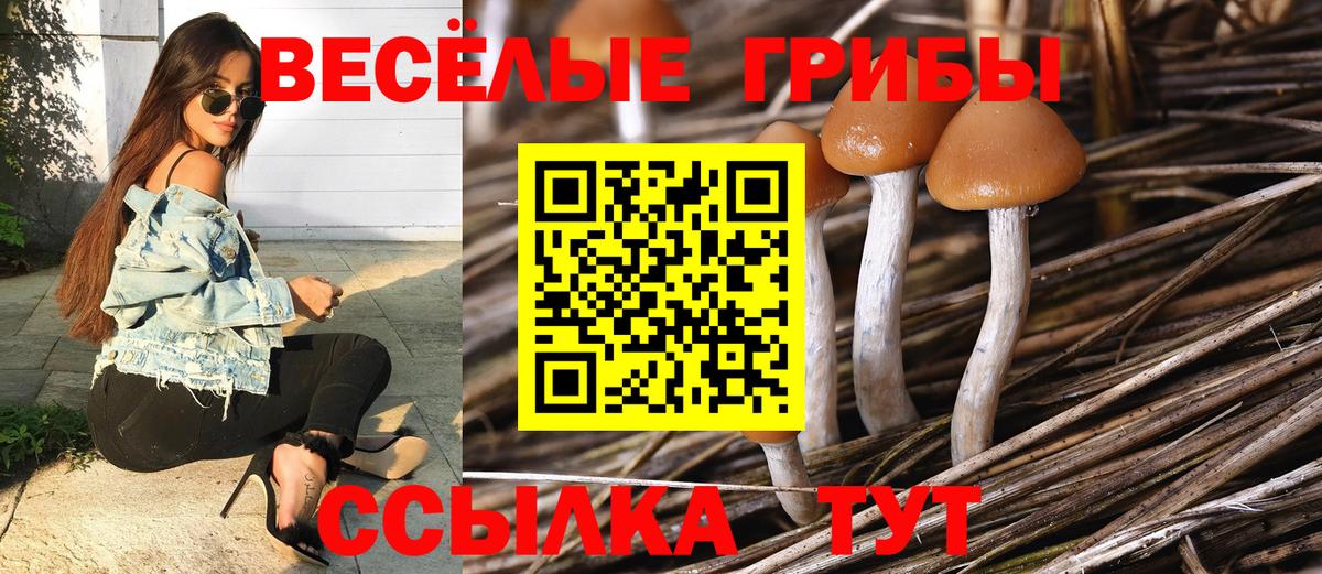 Луга  Галлюциногенные грибы Psilocybine cubensis  Вход с VPN  Галлюциногенные грибы Psilocybine cubensis 